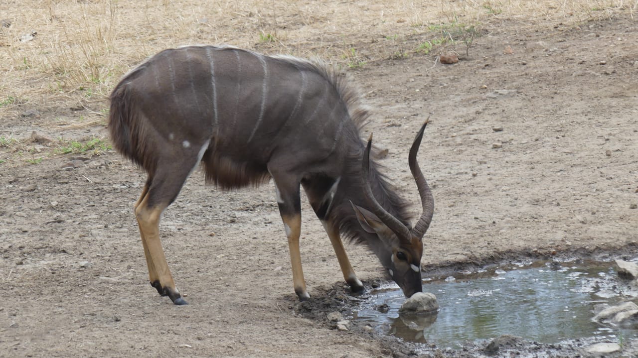 Nyala at the waterhole
