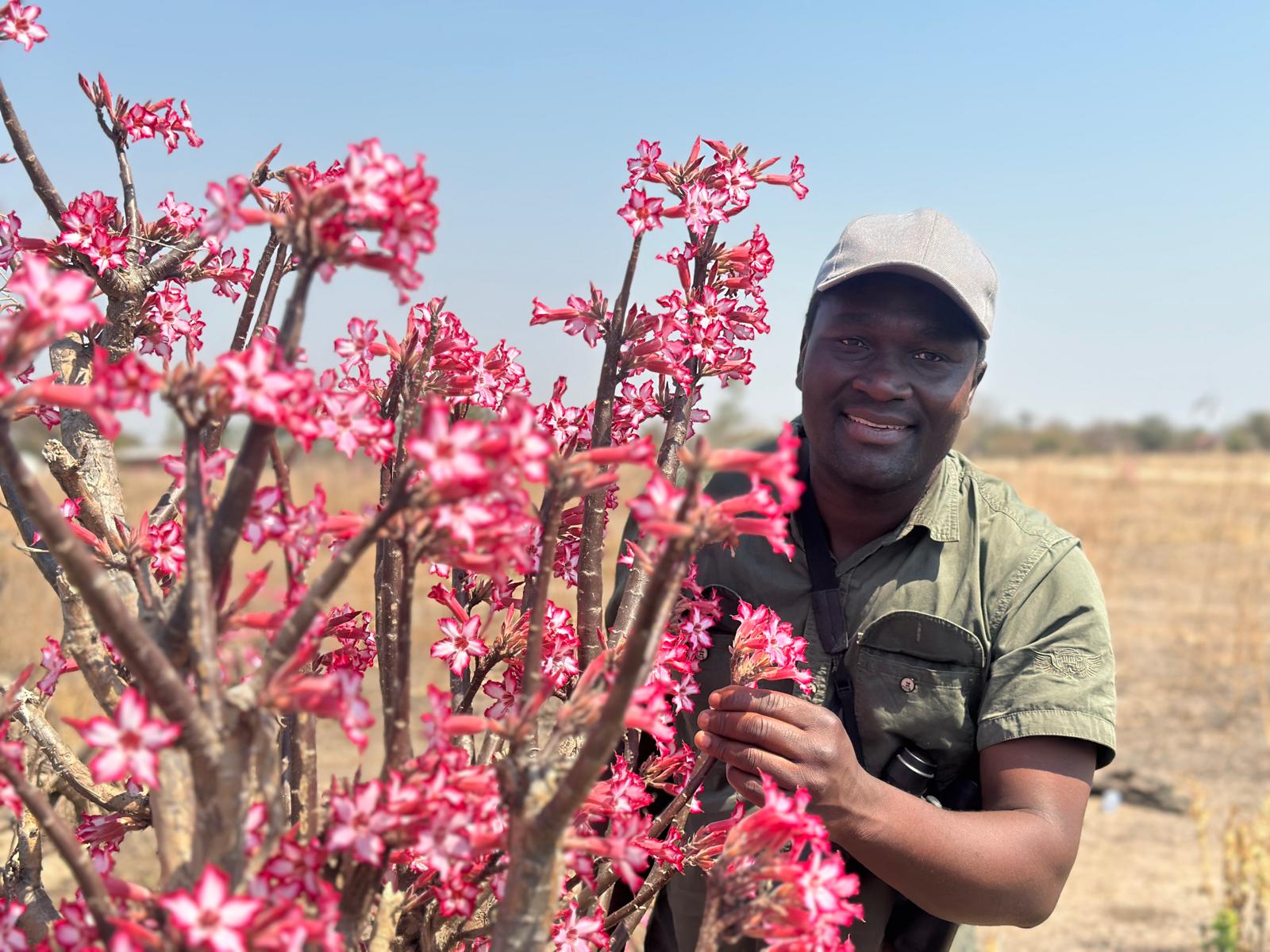 Desert rose in bloom