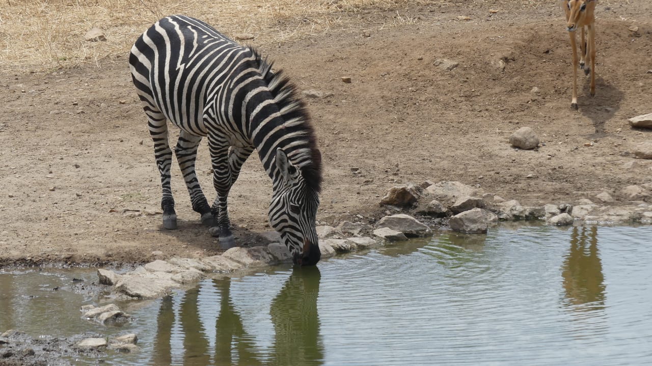 Zebra at the waterhole
