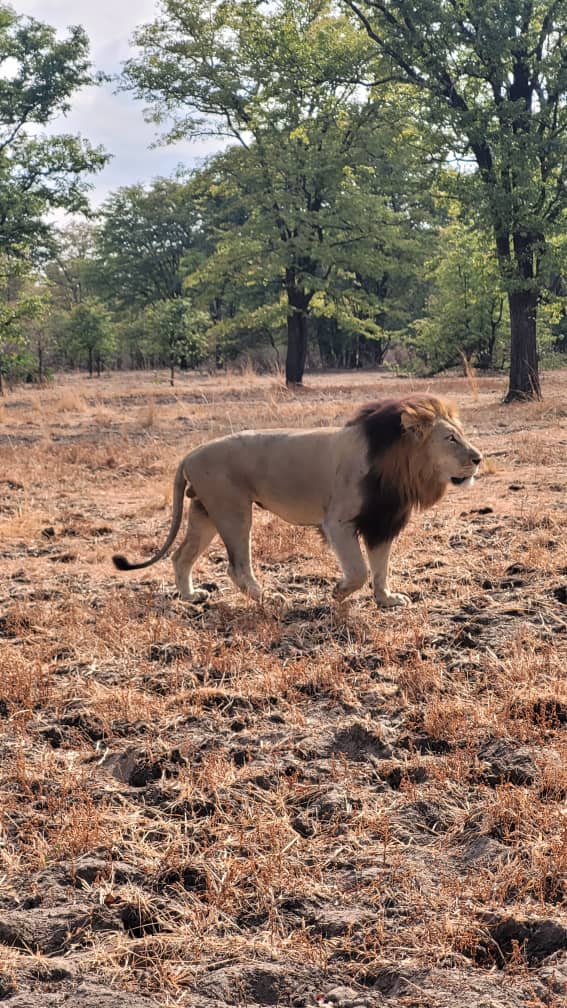 Lion on the move