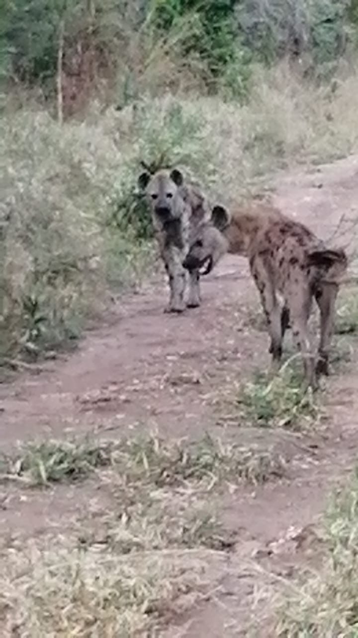 Hyenas on the track