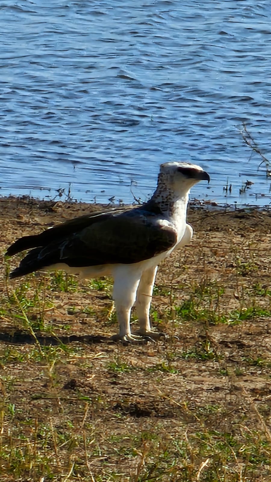 African fish eagle by the water