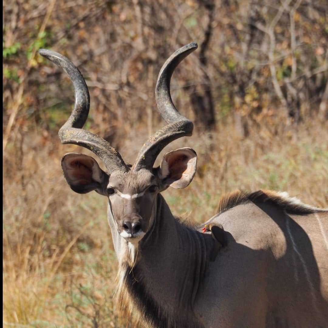 Greater kudu bull