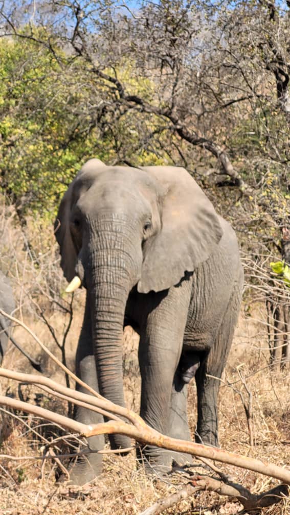 Elephant in the mopane
