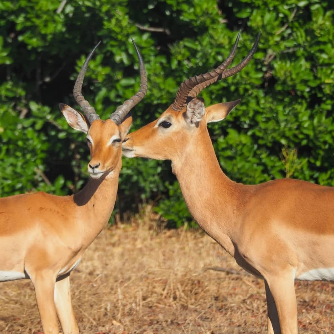 Impala in the morning light