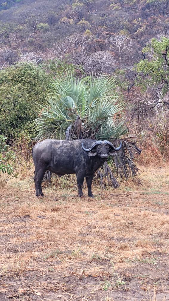 Cape buffalo standing guard