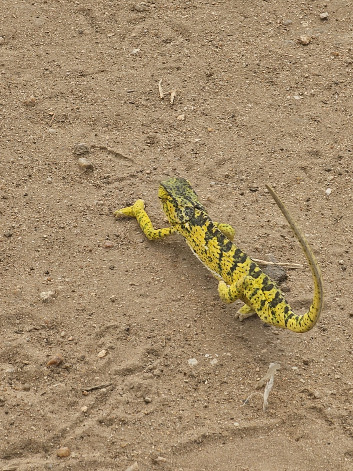 Flap-necked chameleon