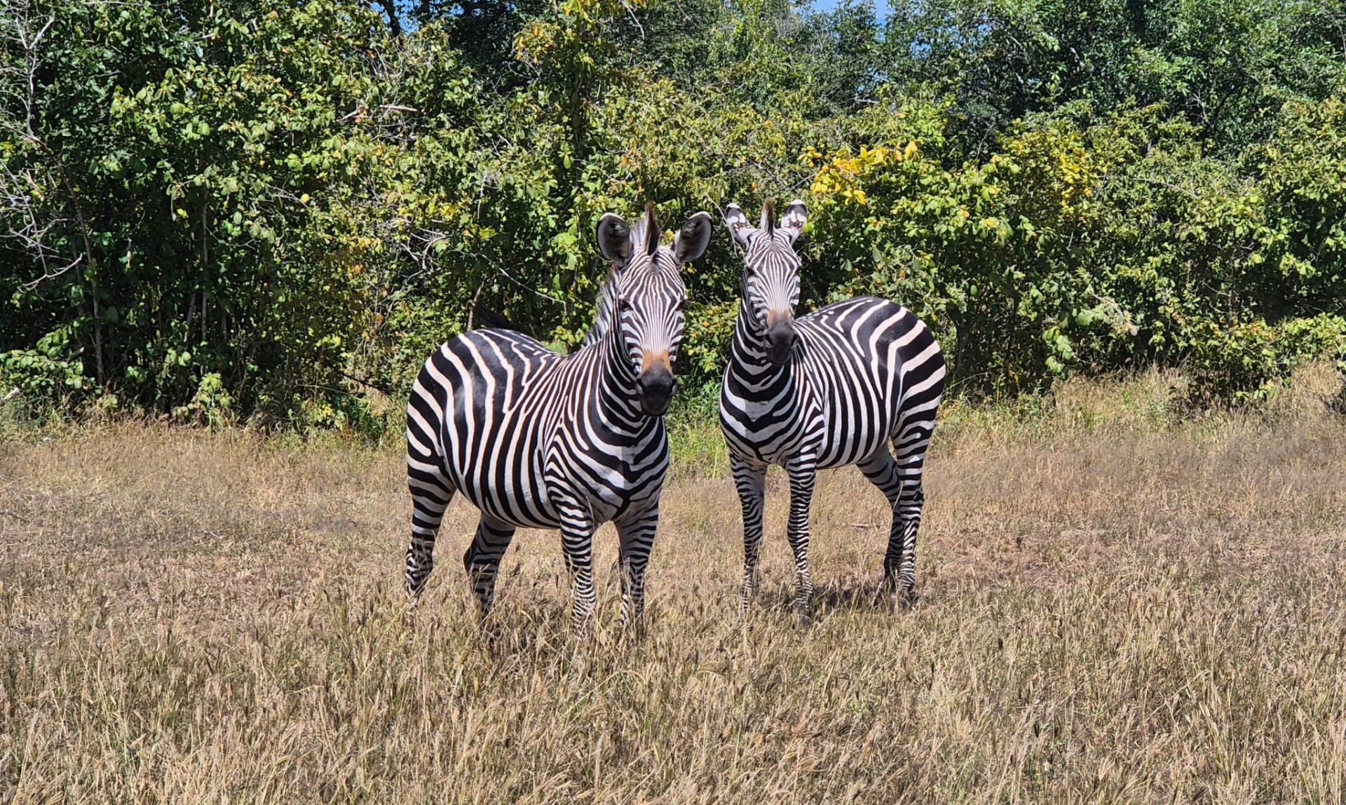 Zebra pair in the woodland