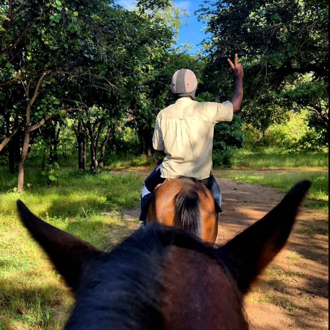 Horse ride through the bush