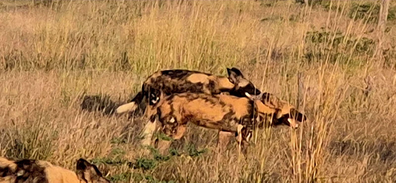 Wild dogs in the grass