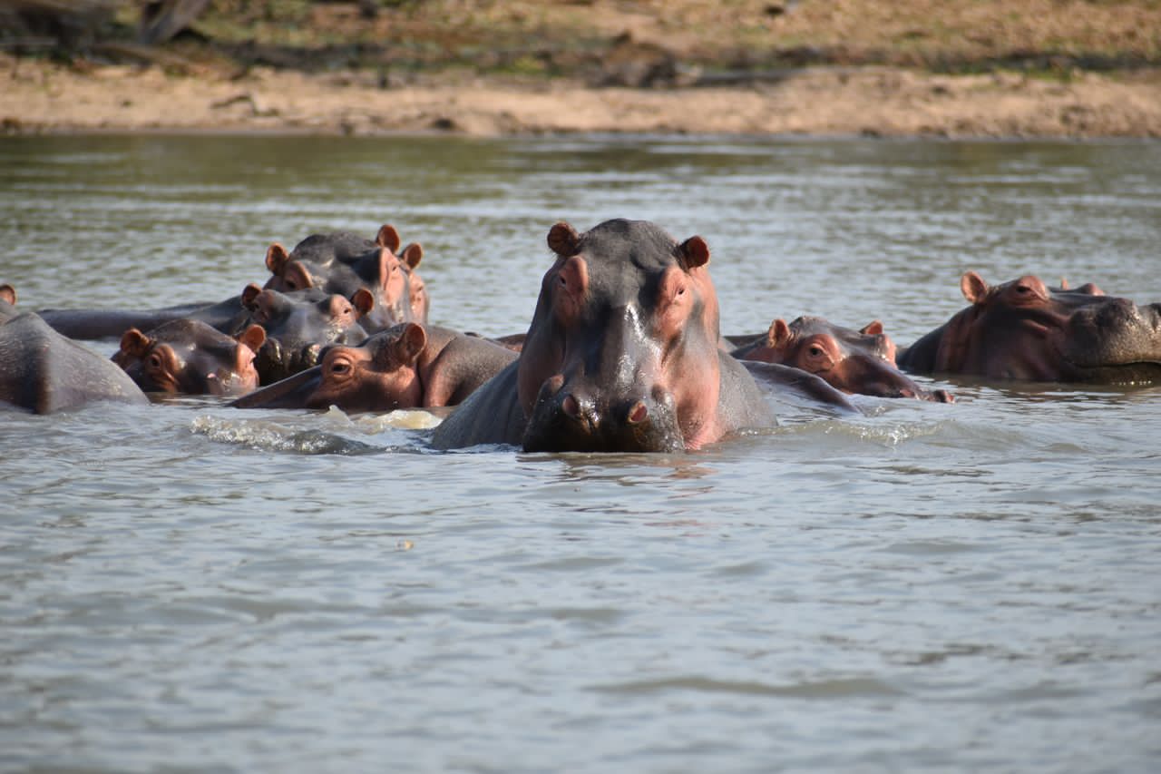 Hippo pod in the river
