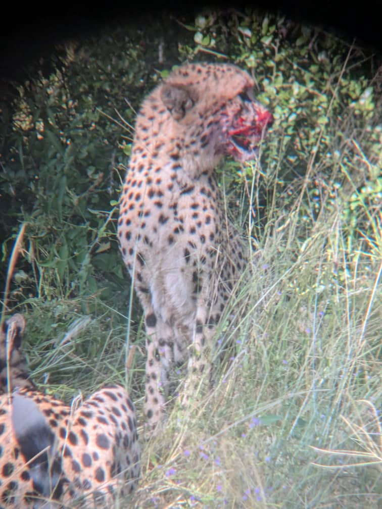 Cheetah with a kill